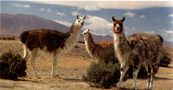 East - Guanaco